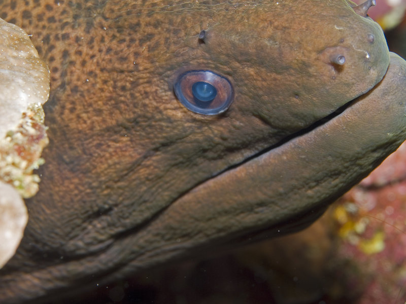 Moray eel, Ko Ha